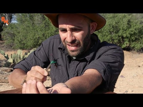 This Man's Full-Time Job Includes Being Intentionally Bitten by Terrifying Animals | ABC News