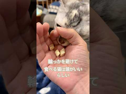 輪っかを避けて食べる猫は頭がいい？？#動物 #cat #猫のいる暮らし #猫のいる生活 #子ネコ #保護猫 #三毛猫 #ねこ #pets #shorts