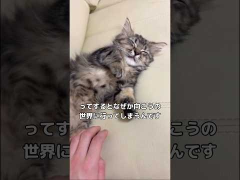 ウチの子猫の寝かしつけ方が結構独特かもしれないww #子猫 #マンチカン #shorts サムネイル