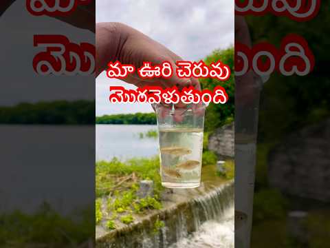 మా ఊరి చెరువు మొరవెళుతుంది #villagelife #village #fishing #fishes #shorts #trending #rurallife
