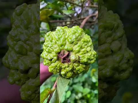 how to agriculture #fruit #satisfying #food #pepperspray #farming #fruitcultivation #fruitfarming