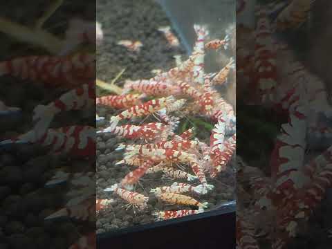 Red Fancy Tiger Caridina Shrimp 