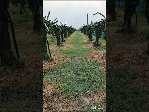 #ড্রাগন_ফল [(180 KG )