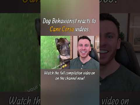 Dog trainer reacts to Cane Corso dog videos part 3. #shorts #canecorso #dogtraining