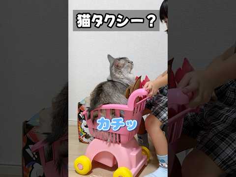 謎の6歳運び屋にあっさり運ばれてしまう妹猫と、それを心配そうに見ている兄猫 #shorts #ソマリ #猫のいる暮らし