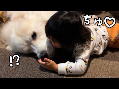 【幸せ♡】３歳児から突然チュってされると嬉しすぎて固まってしまう超大型犬が可愛い♪｜グレートピレニーズ&オールドイングリッシュシープドッグ&トイプードル