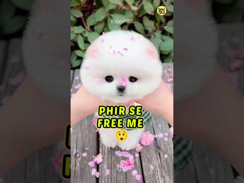 PHIR SE FREE ME POMERANIAN DOG | CUTE PUPPY VIRAL SHORTS VIDEO #shorts #viral #pets #trending