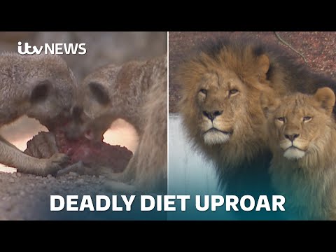 Denmark zoo asks for unwanted family pets to feed its animals | ITV News