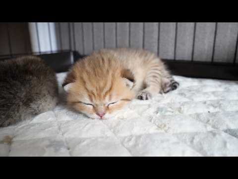 The reaction when you pet a sleepy kitten is just too cute...