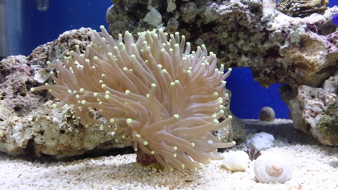 My Coral Account My Coral Account