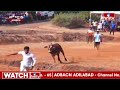 క్రికెట్ గ్రౌండ్లకు వోయిన ఎద్దు..వైరల్ వీడియో | Bull Hal Chal in Cricket Ground | Jordar News | hmtv  - 01:05 min - News - Video