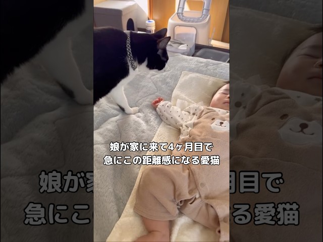 なんで急なこの距離感？愛猫が娘の横でそっと添い寝を始めた時 #黒猫 #赤ちゃんと猫 #ねこ