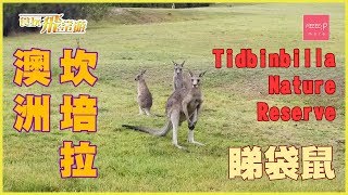 澳洲坎培拉 Tidbinbilla Nature Reserve 睇袋鼠 