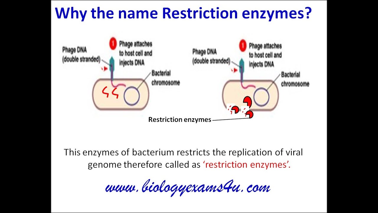 Restriction enzymes: Definition, Types and Cut Patterns - YouTube