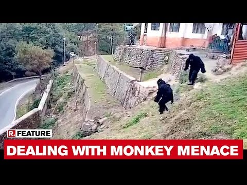 Viral Video: ITBP personnel dress in Bear costumes to scare away Monkeys Viral Video: ITBP personnel dress in Bear costumes to scare away Monkeys