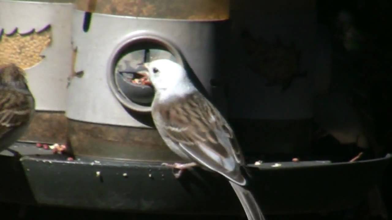 Leucistic White Head Sparrow - YouTube