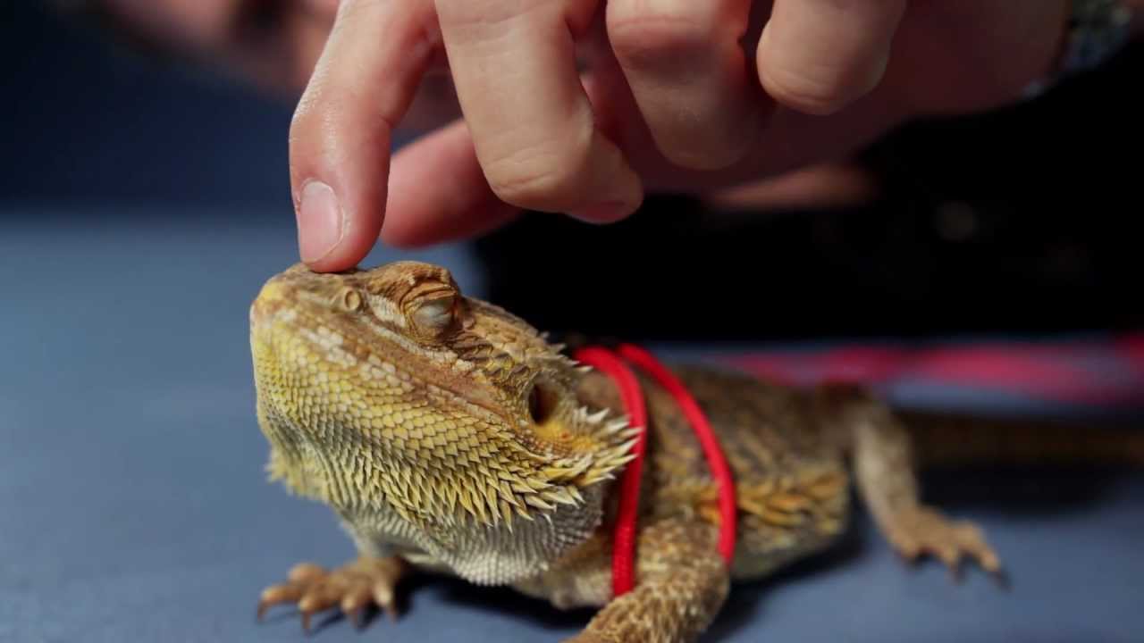 the-juice-bearded-dragon-a-story-from-petco-youtube