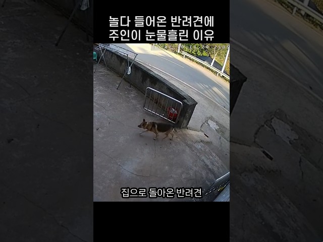 "갑자기 왜그래ㅠㅠ.." 나갔다 들어온 댕댕이에 주인이 눈물흘린 까닭