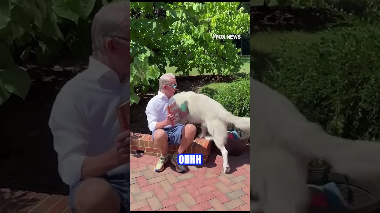 Trey Gowdy's new book is all about justice and his dog Justice is ready for it #shorts #usa #book