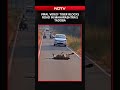 Viral Video: Tiger Blocks Road In Maharashtras Tadoba, Halts Traffic for Hours