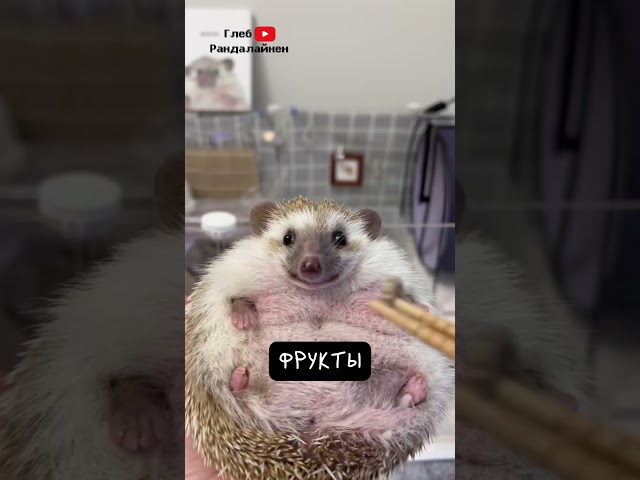 Ёж. Всеядный Колючка 🦔