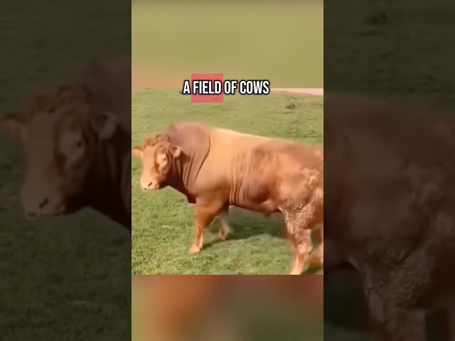 This bull couldn’t believe his eyes 😂