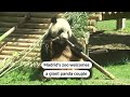 Madrid’s zoo welcomes giant panda couple | REUTERS