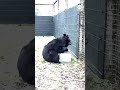 Scottish zoo welcomes black bear which survived war in Ukraine