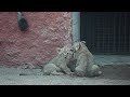 Two newly born African Lion cubs throb hearts at Hyderabad zoo, adorable