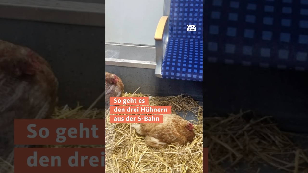 Hühner in S-Bahn entdeckt nrw wdraktuell