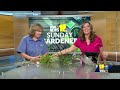 Sunday Gardener: epiphytic plants and terrariums(WBAL) - 04:26 min - News - Video