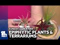 Sunday Gardener: epiphytic plants and terrariums