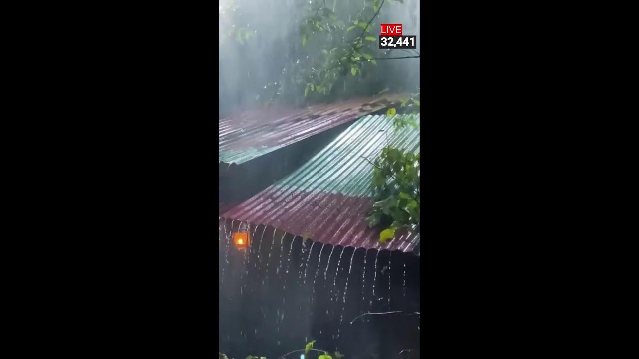 Rainfall on Iron Sheets | Calming Rain Sounds for Sleep, Study & Relaxation🌿💧 | Relaxing Live Stream