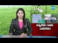 సన్నరకం కాదు నాసి రకం: Rice Husks in the Field before the Due Date | Farmers Problem in Khammam Dist - 10:56 min - News - Video
