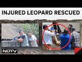 Uttarakhand News | Injured Leopard Rescued In Uttarakhands Ramnagar