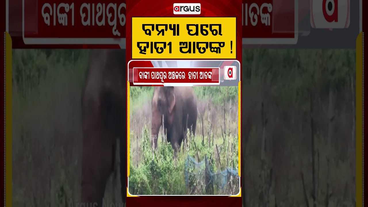 ବନ୍ୟା ପରେ ହାତୀ ଆତଙ୍କ! | Elephant Terror | Banki News | Human Animal Conflict | Odisha Flood