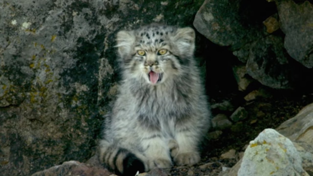 Playful Baby Pallas's Cats Left Home Alone | Big Cats | BBC Earth
