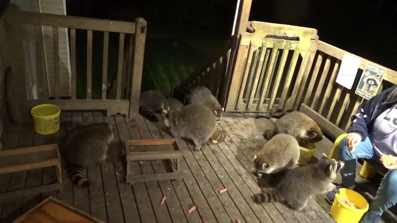 Raccoon Diner full house on Saturday Night