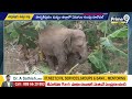 ఏనుగుల బీభత్సం | Wild Elephants Destroy Crops | Prime9 News  - 00:51 min - News - Video