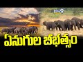 ఏనుగుల బీభత్సం | Wild Elephants Destroy Crops | Prime9 News