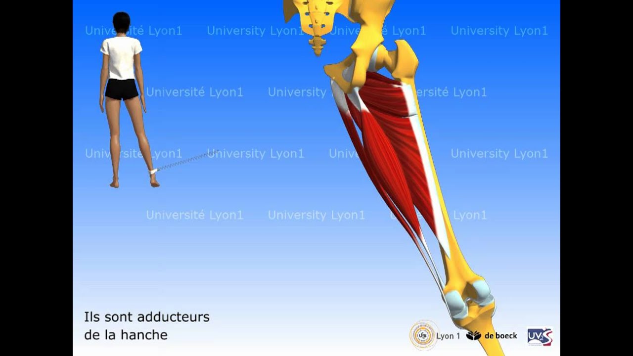 Les muscles de la cuisse les adducteurs YouTube Les muscles de la cuisse les adducteurs YouTube
