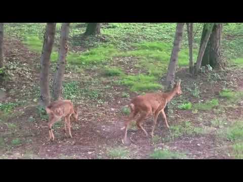 Property video