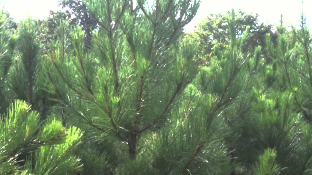 fast-growing-loblolly-pine-trees-youtube