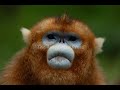 A once critically endangered monkey has seen a promising population rebound