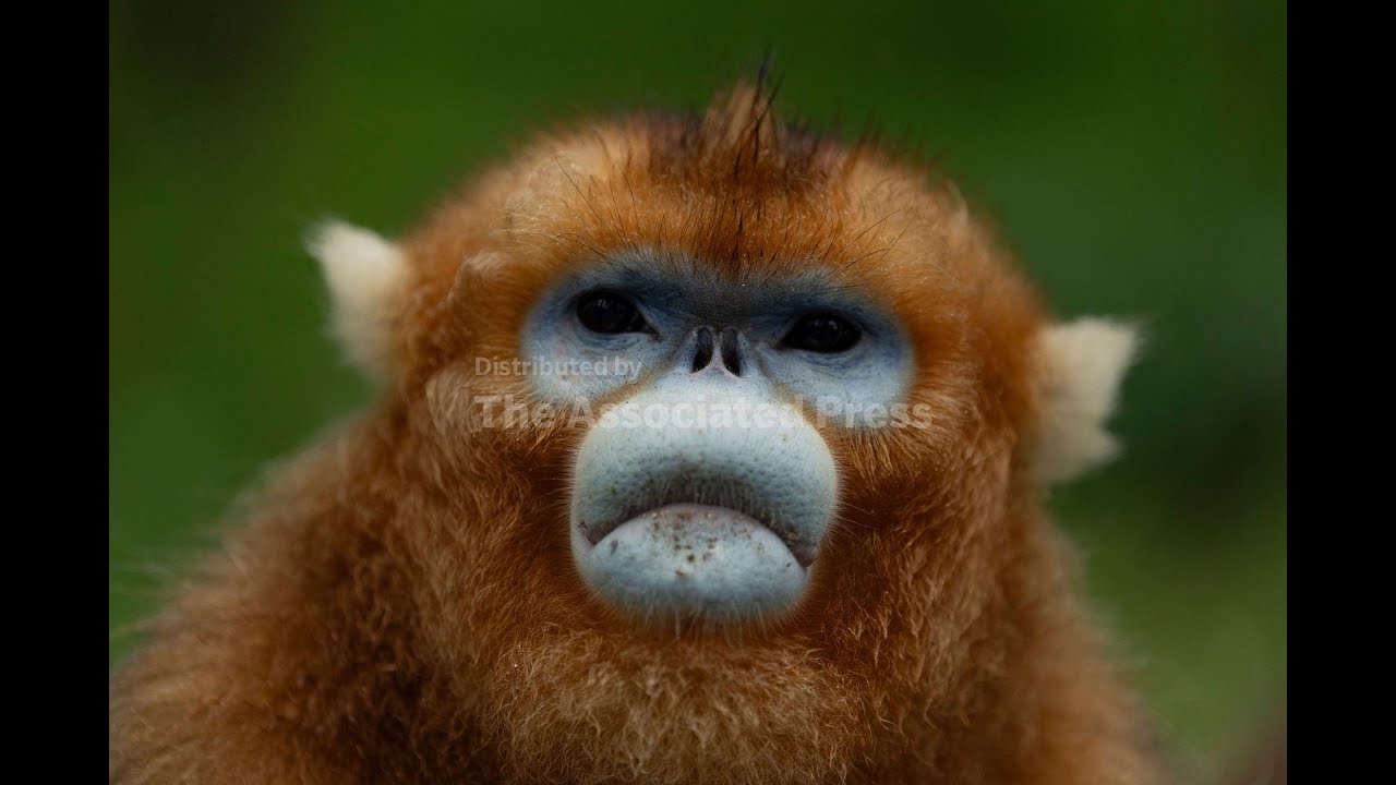 A once critically endangered monkey has seen a promising population rebound