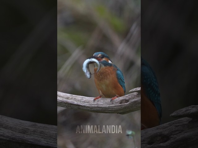 Se errar o voo, vira enfeite de árvore #animais #bichos #curioso #passaros