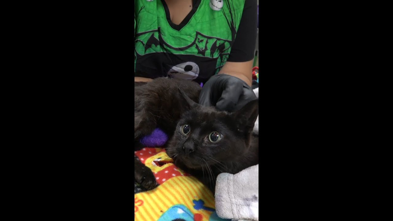 Badly injured cat needed our urgent help.