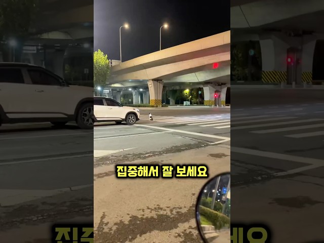 댕댕이가 횡단보도에서 절대로 움직이지 않는 이유