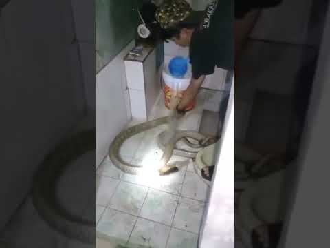 Man gives bath to snake in viral video, shocks netizens