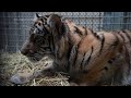 Confiscated tiger cub receives care at Oakland zoo